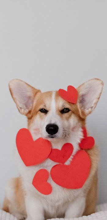 corgi, valentine, dog Wallpaper 1440x2960
