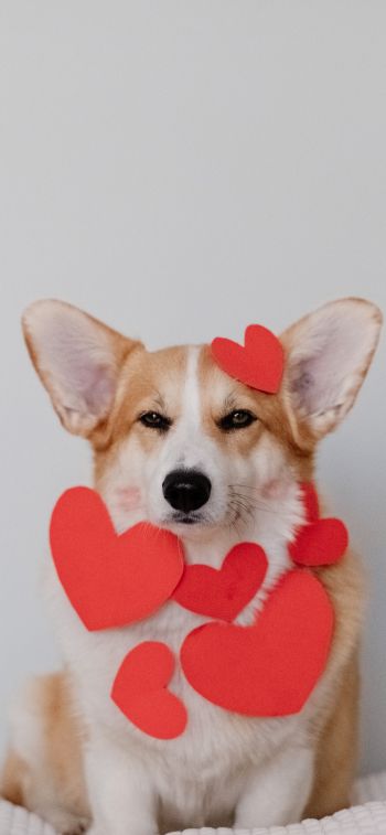 corgi, valentine, dog Wallpaper 828x1792