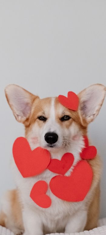 corgi, valentine, dog Wallpaper 1440x3200
