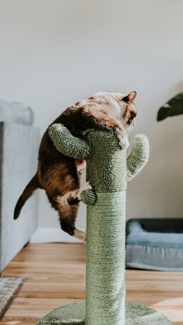 scratching post, cat, to climb Wallpaper 640x1136