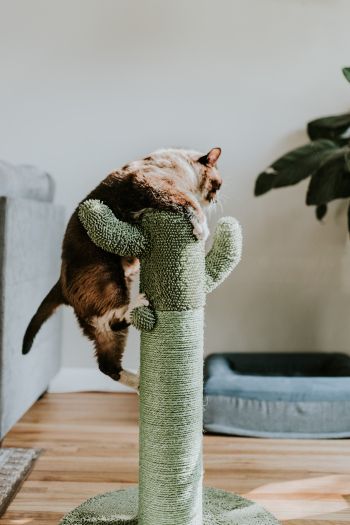 scratching post, cat, to climb Wallpaper 640x960