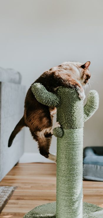 scratching post, cat, to climb Wallpaper 1440x3040