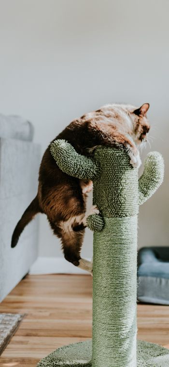 scratching post, cat, to climb Wallpaper 1242x2688