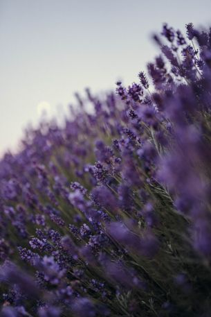 lavender, bloom, plant Wallpaper 4000x6000