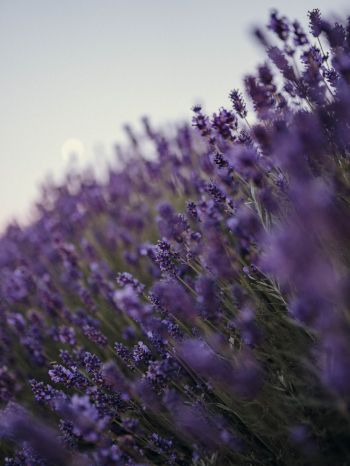 lavender, bloom, plant Wallpaper 1620x2160