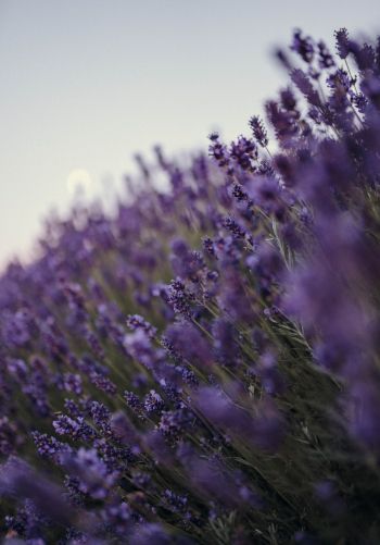 lavender, bloom, plant Wallpaper 1668x2388