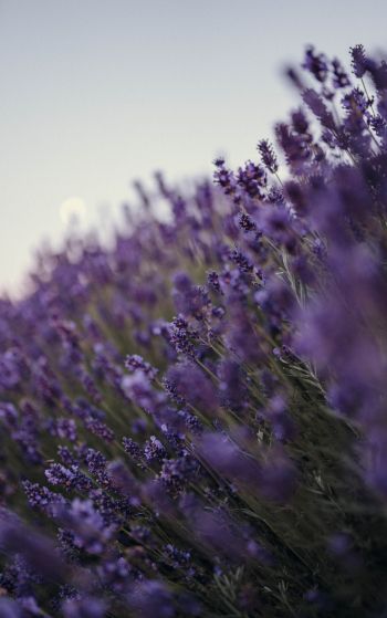 lavender, bloom, plant Wallpaper 1752x2800