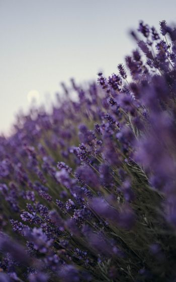 lavender, bloom, plant Wallpaper 1200x1920