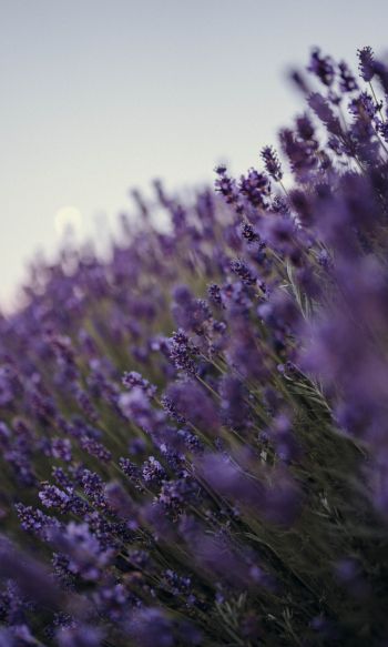 lavender, bloom, plant Wallpaper 1200x2000