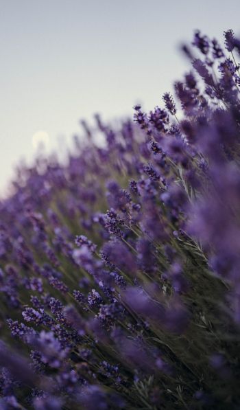 lavender, bloom, plant Wallpaper 600x1024