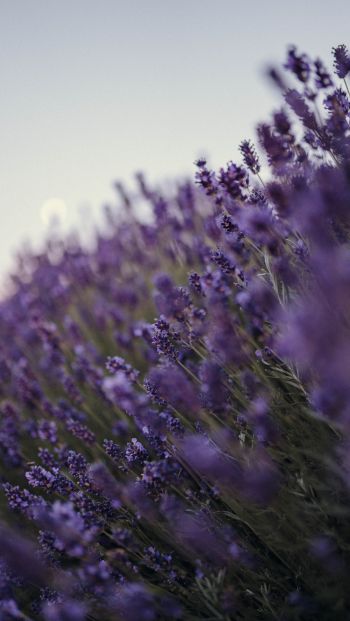 lavender, bloom, plant Wallpaper 640x1136