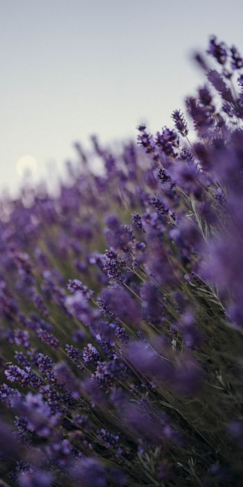 lavender, bloom, plant Wallpaper 720x1440