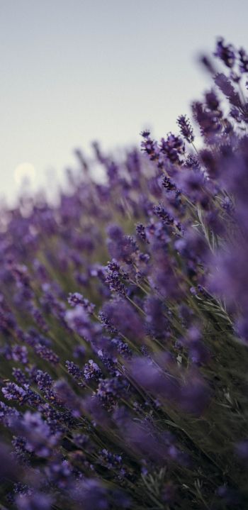 lavender, bloom, plant Wallpaper 1440x2960