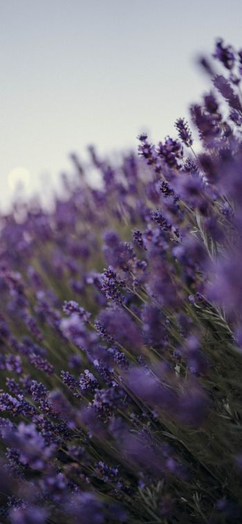 lavender, bloom, plant Wallpaper 1242x2688