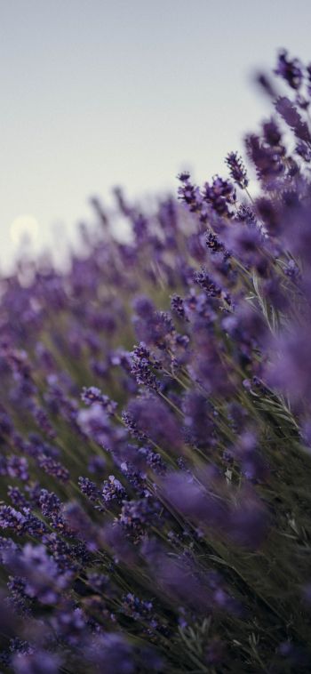 lavender, bloom, plant Wallpaper 1080x2340