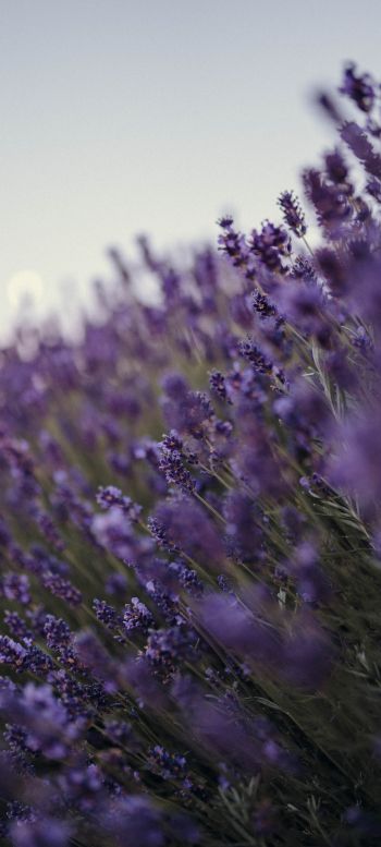 lavender, bloom, plant Wallpaper 720x1600