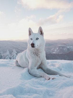 Обои 2048x2732 собака, снег, зима, горы