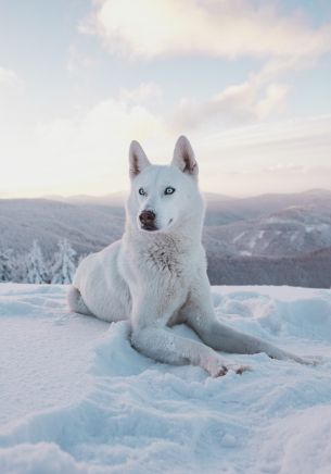 dog, snow, winter, mountains Wallpaper 1668x2388