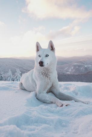 Обои 4000x6000 собака, снег, зима, горы