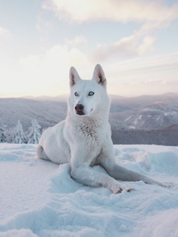 Обои 1620x2160 собака, снег, зима, горы
