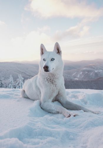 Обои 1668x2388 собака, снег, зима, горы
