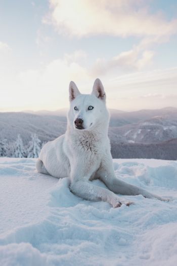 Обои 640x960 собака, снег, зима, горы