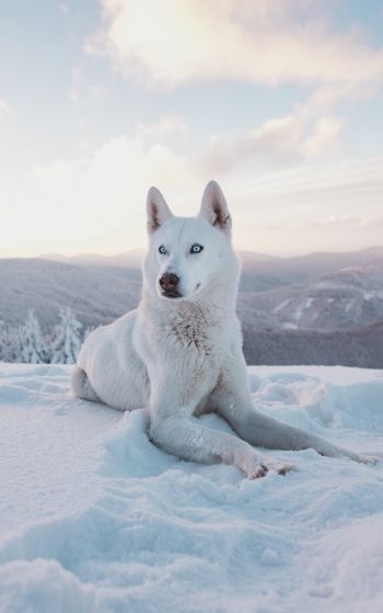 Обои 1752x2800 собака, снег, зима, горы
