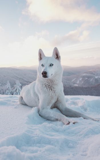 Обои 800x1280 собака, снег, зима, горы