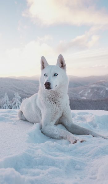 dog, snow, winter, mountains Wallpaper 600x1024