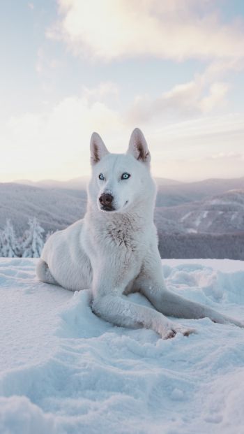 Обои 640x1136 собака, снег, зима, горы
