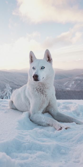 Обои 720x1440 собака, снег, зима, горы