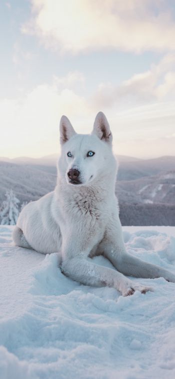 Обои 1125x2436 собака, снег, зима, горы