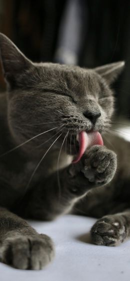 cat, lick, gray Wallpaper 1242x2688