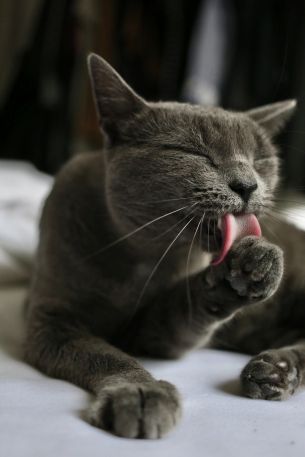 cat, lick, gray Wallpaper 3648x5472