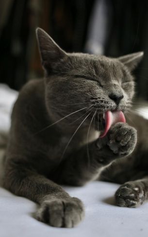 cat, lick, gray Wallpaper 1752x2800