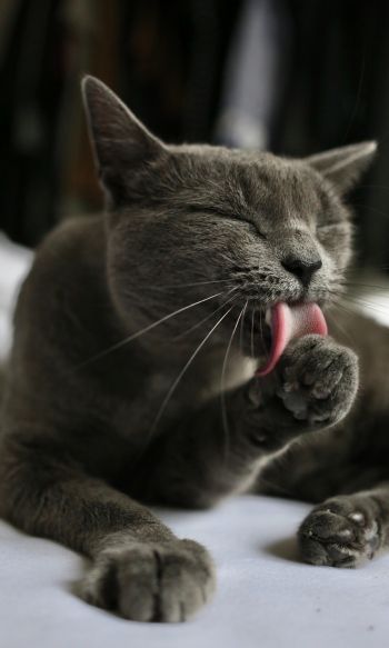 cat, lick, gray Wallpaper 1200x2000