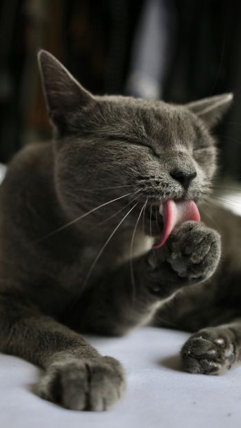 cat, lick, gray Wallpaper 640x1136
