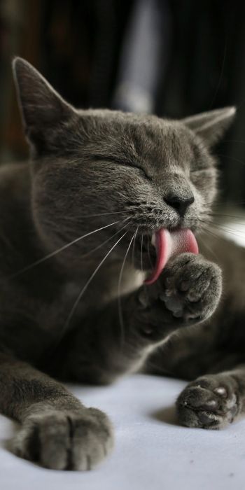 cat, lick, gray Wallpaper 720x1440