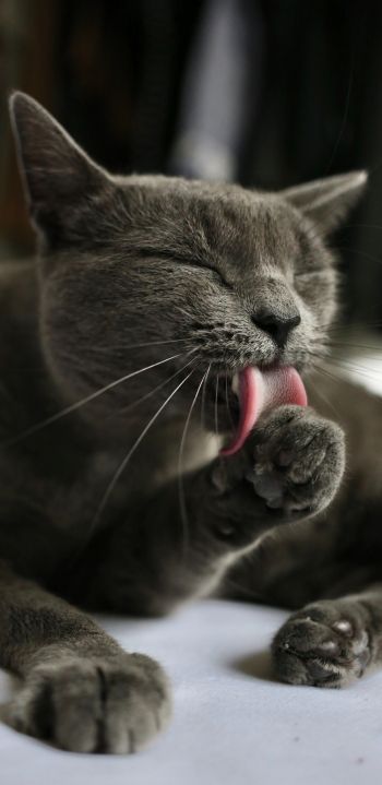 cat, lick, gray Wallpaper 1080x2220