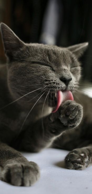 cat, lick, gray Wallpaper 720x1520