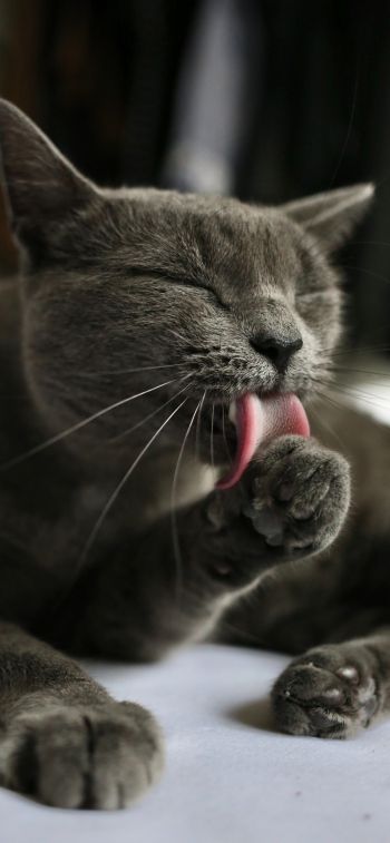 cat, lick, gray Wallpaper 1170x2532