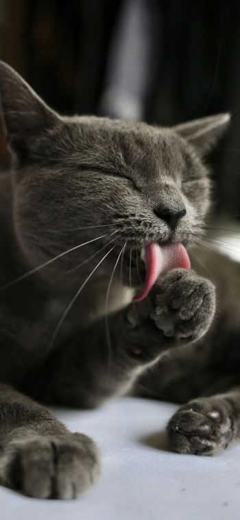 cat, lick, gray Wallpaper 1080x2340