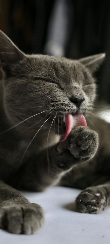 cat, lick, gray Wallpaper 1080x2400