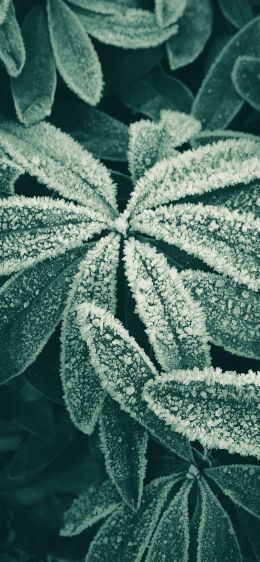 frost, frost, ice Wallpaper 828x1792