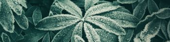 frost, frost, ice Wallpaper 1590x400