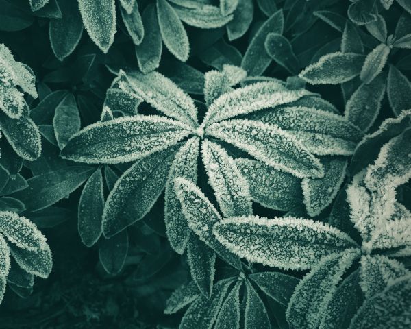 frost, frost, ice Wallpaper 1280x1024
