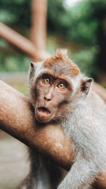surprise, monkey, brown eyes Wallpaper 640x1136