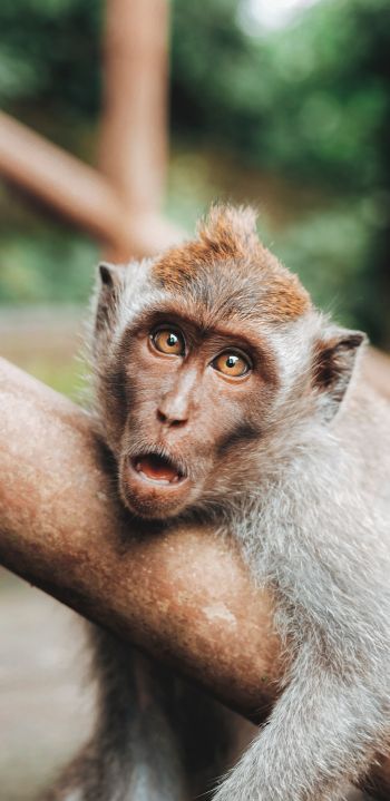 surprise, monkey, brown eyes Wallpaper 1080x2220