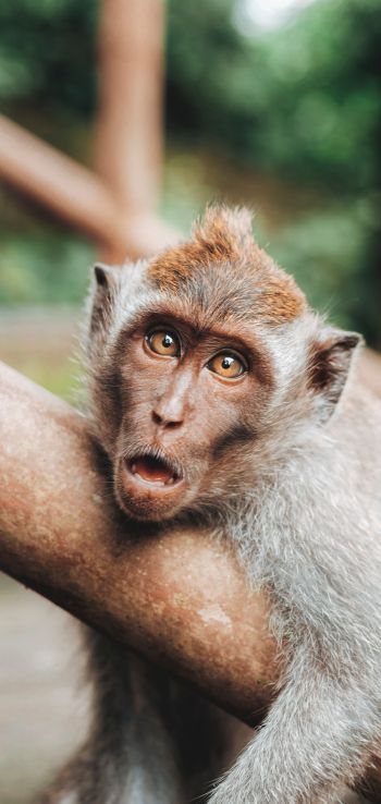 surprise, monkey, brown eyes Wallpaper 720x1520