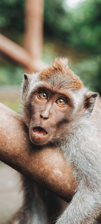 surprise, monkey, brown eyes Wallpaper 1080x2400